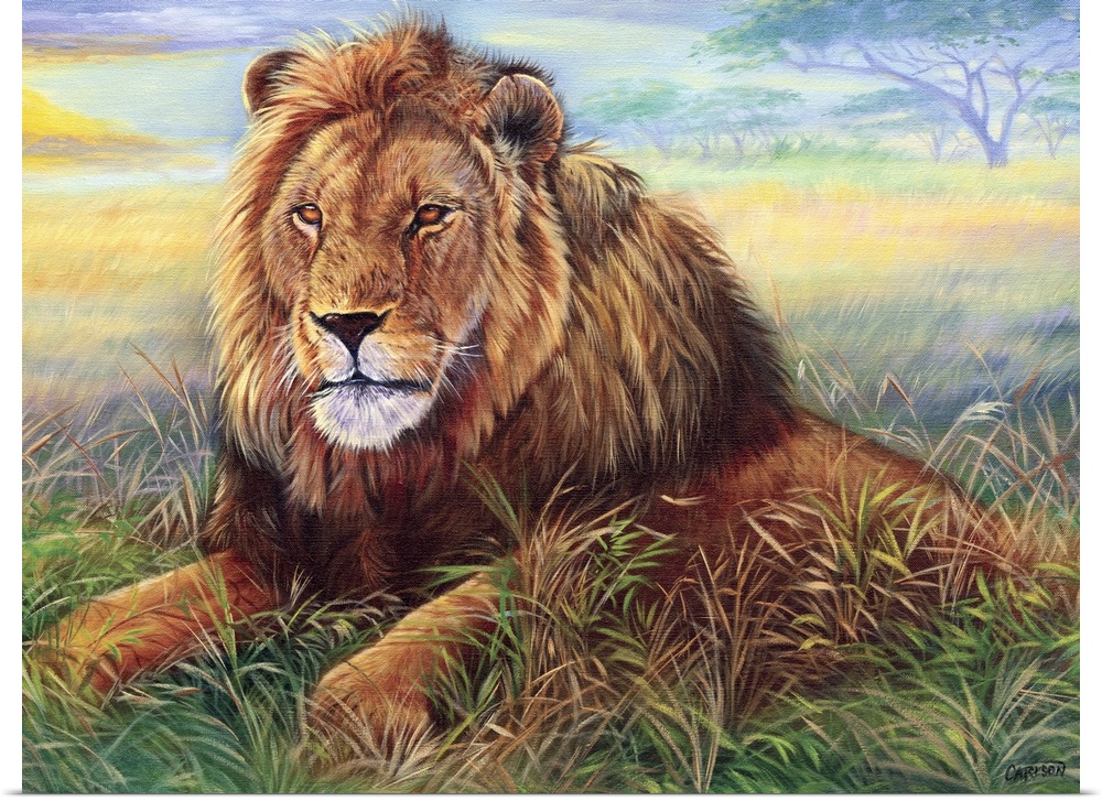 Male lion at sunset