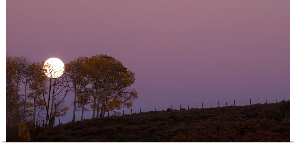 Landscape photograph of a field with a few trees and a full moon rising in the purple sky.