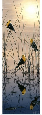 Morning Call - Yellow Headed Blackbirds