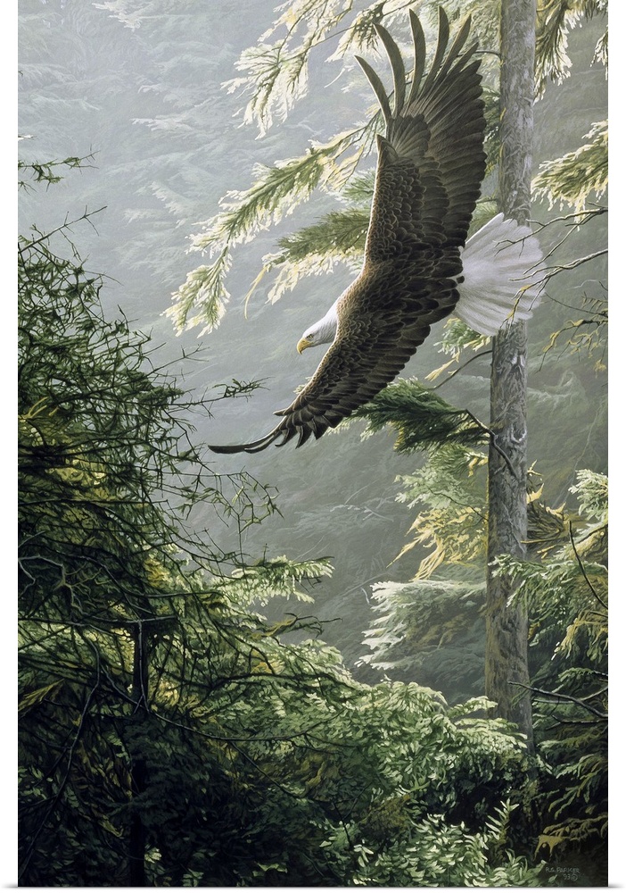 An eagle soars above a forest, the morning light shining on the leaves.