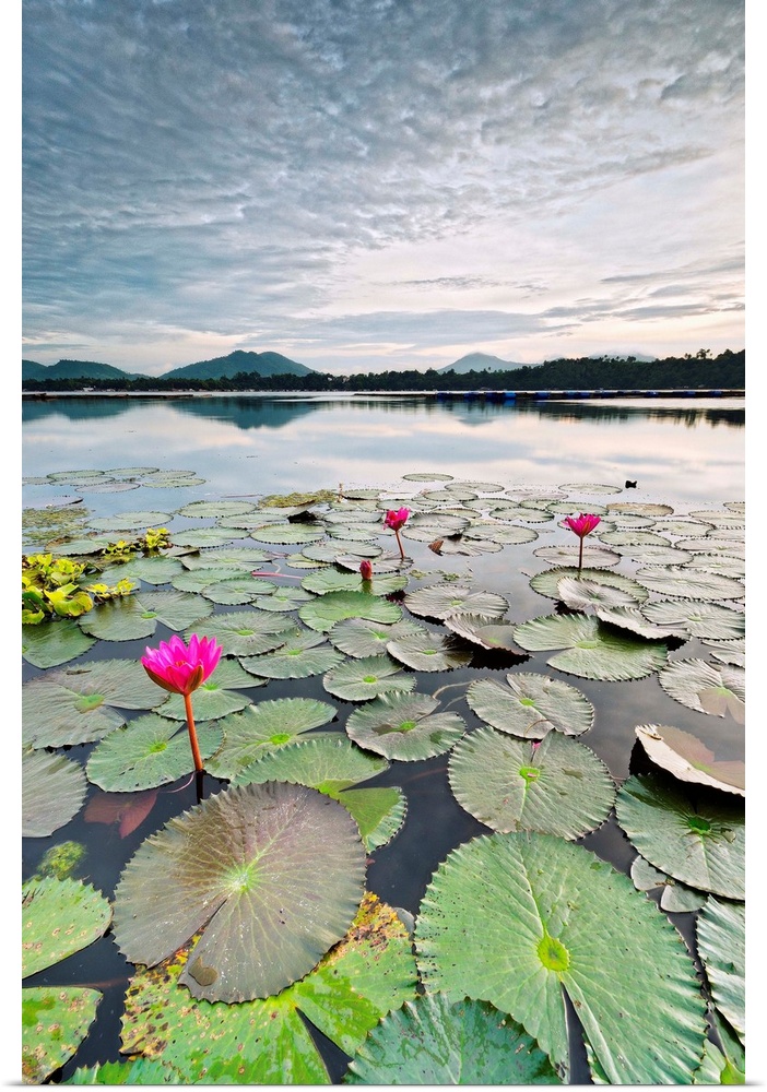 Lilly pads in a pond, mountains in the background, color photograph