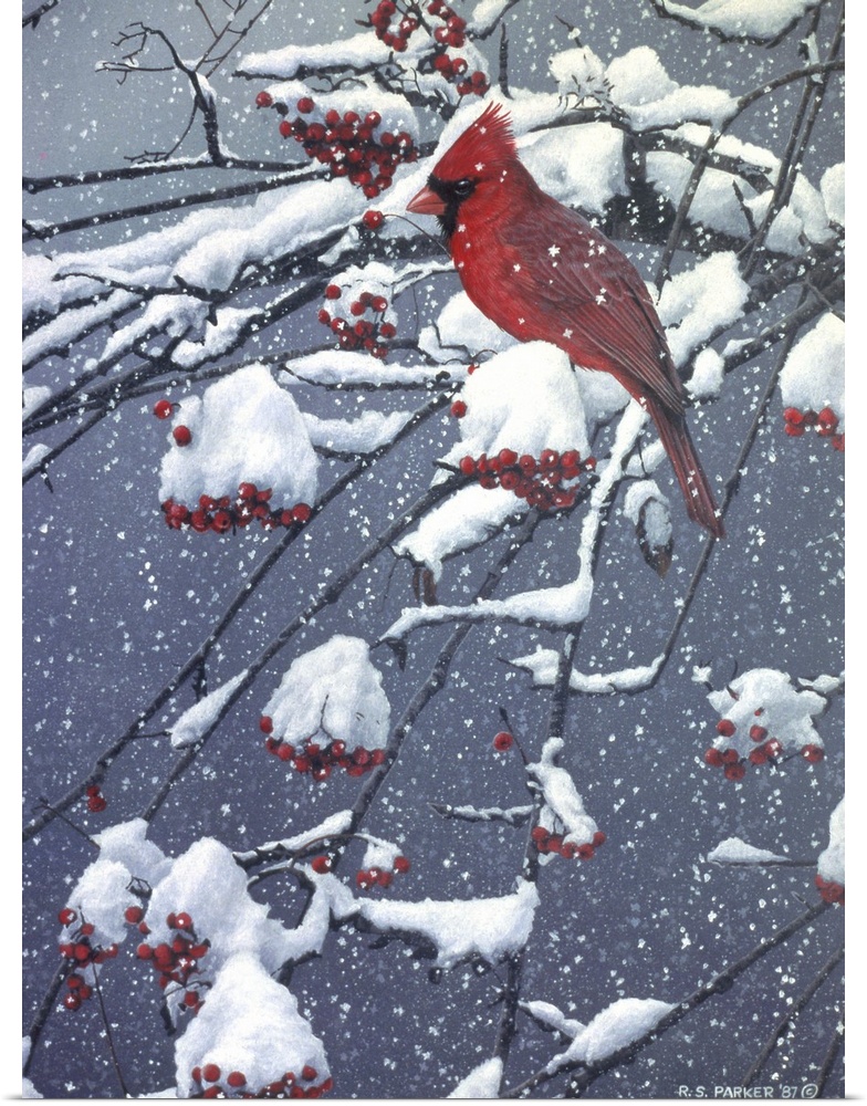 A male cardinal on a snow covered tree limb.