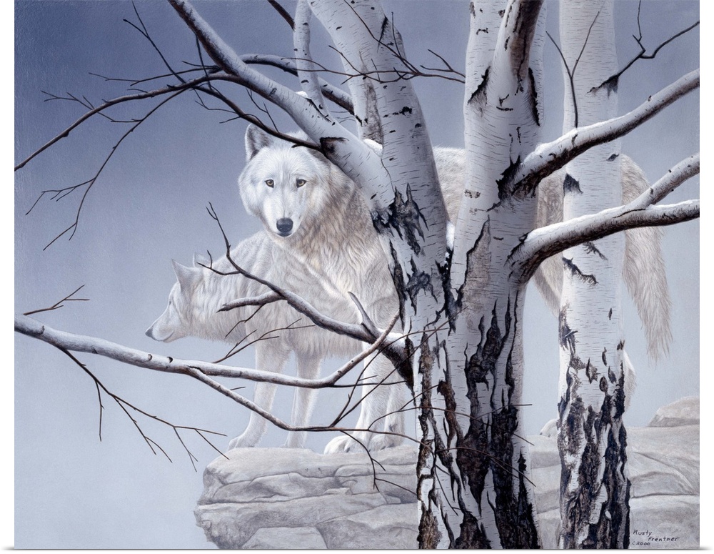 Two white wolves standing on a ledge behind birch trees in heavy fog.