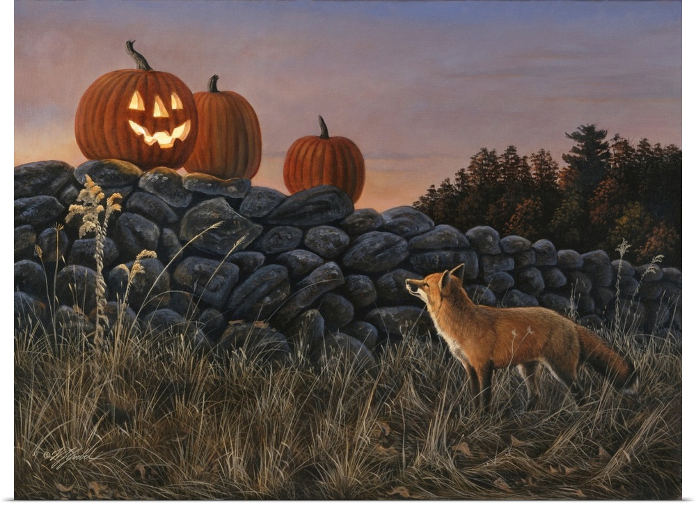 Three pumpkins on a stone wall - one is carved with a face and a candle inside - a red fox is in front of the stone wall l...
