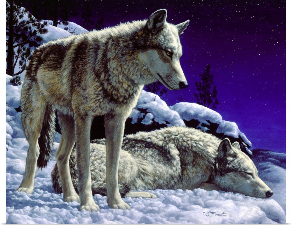 Two wolves in the snow