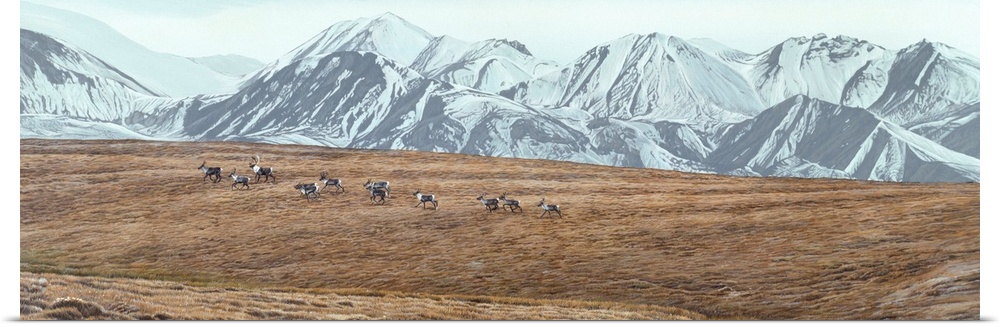 A group of caribou makes its way across a fall field.