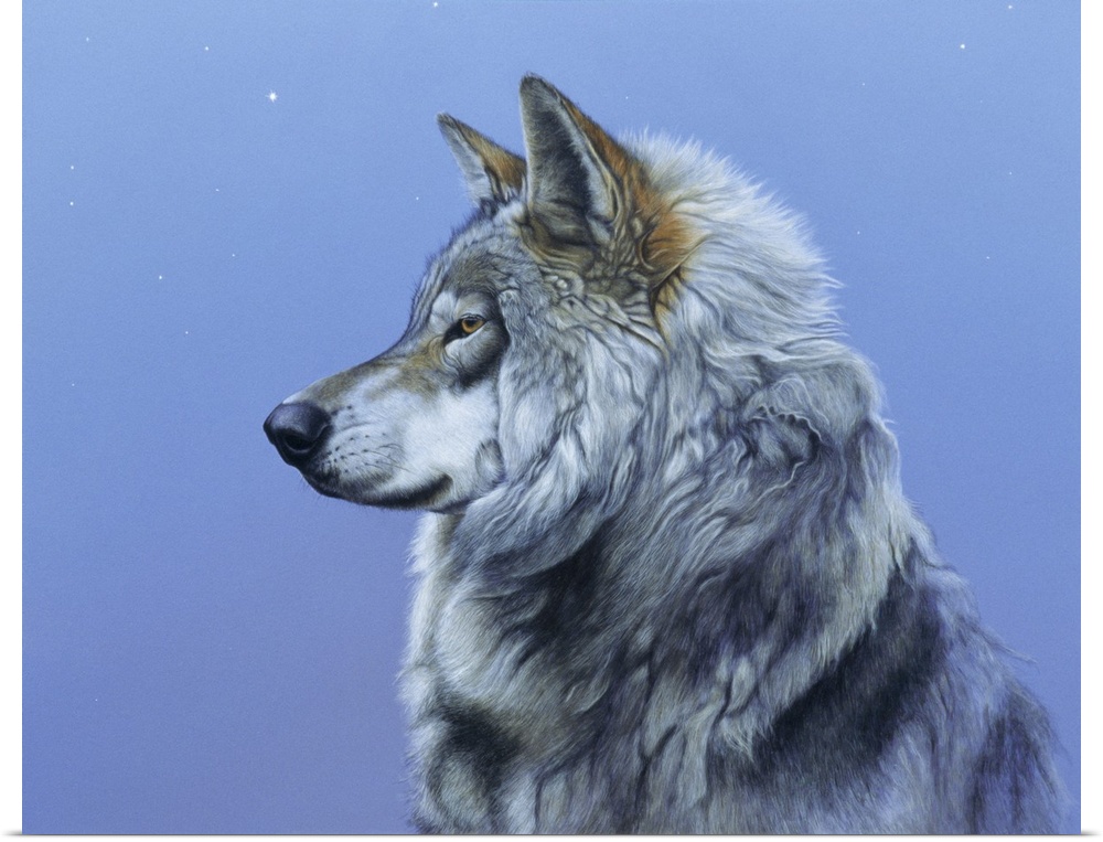Portrait of a majestic wolf.