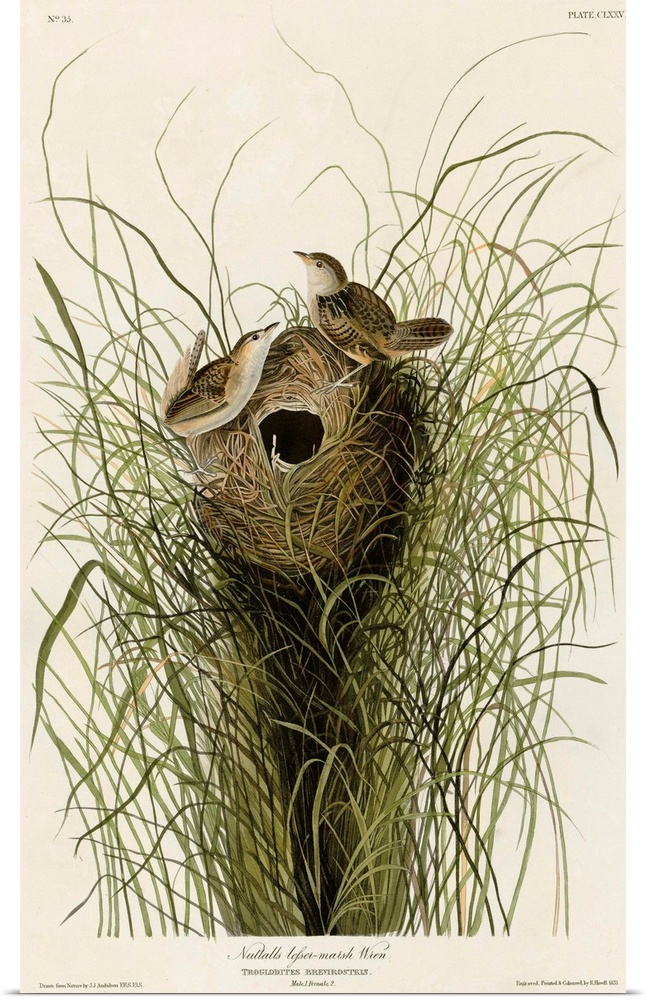 Audubon Birds, Nuttall's Lesser-Marsh Wren