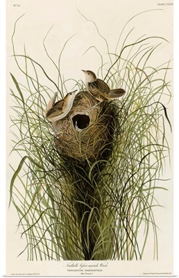 Nuttall's Lesser-Marsh Wren