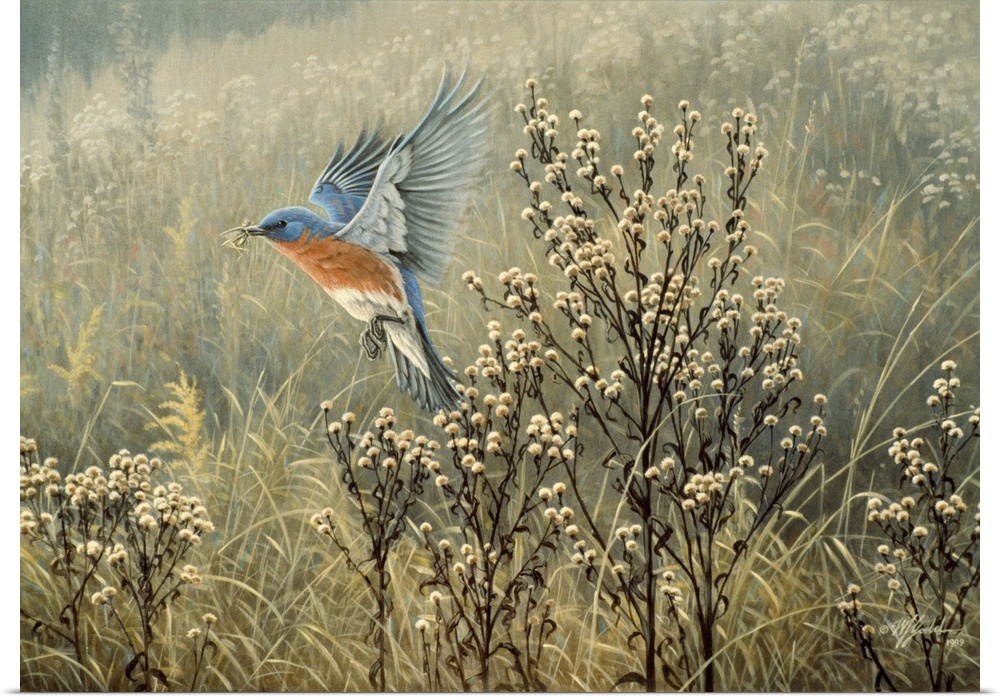 Eastern bluebird flying over a meadow.