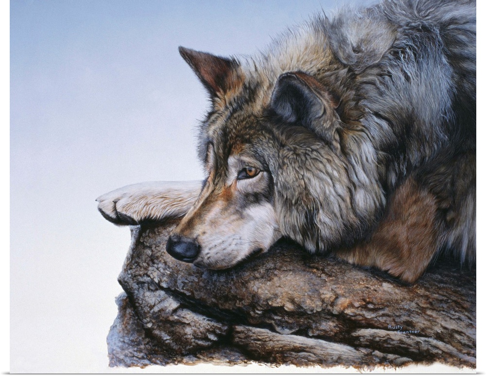 A wolf lies down to rest on a rock.