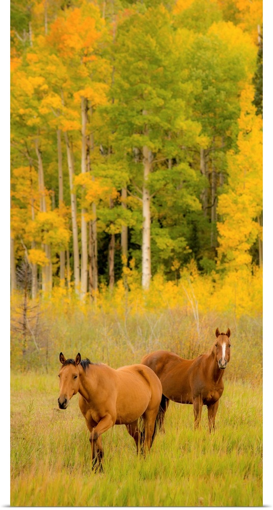 Wildlife photograph of two wild horses in a field lined with Autumn trees.