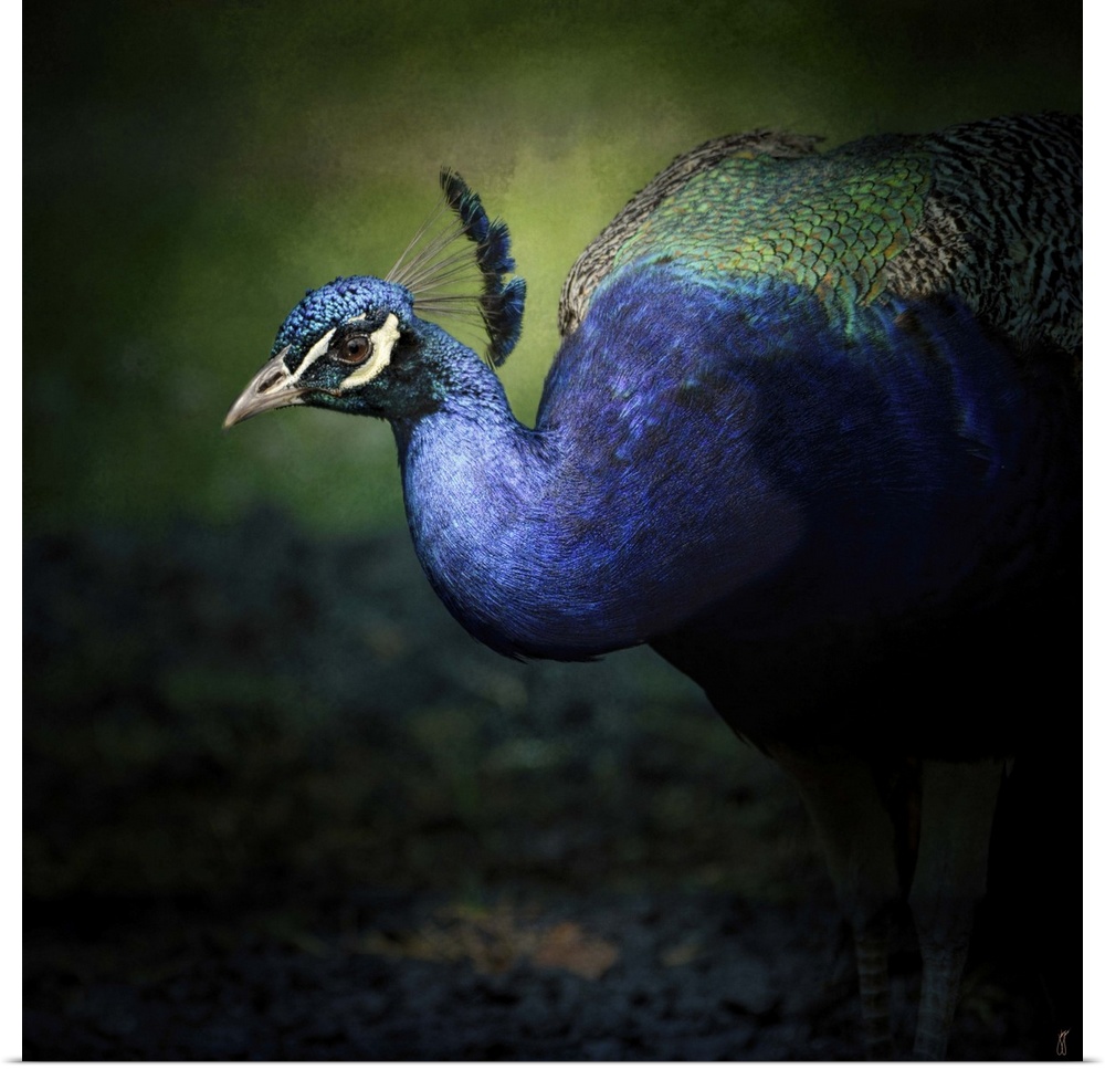 Fine art photo of a brightly peacock emerging form the shadows.