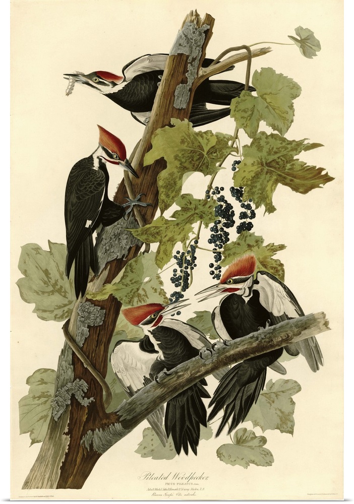 Audubon Birds, Pileated Woodpecker