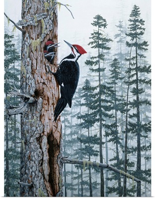 Piliated Woodpeckers