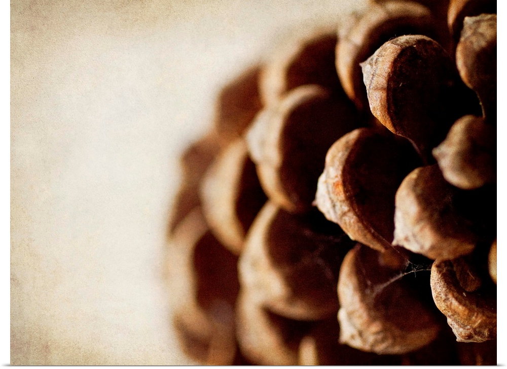 Photograph of an extreme close-up of a pine cone.