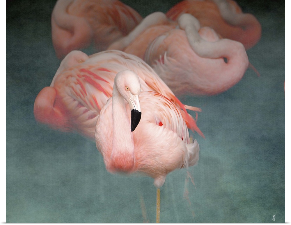 A group of Greater Flamingoes, resting with their heads curled up against their bodies.