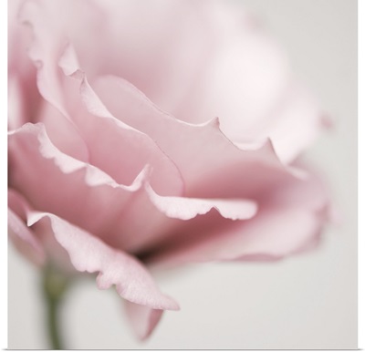 Pink Flower 01