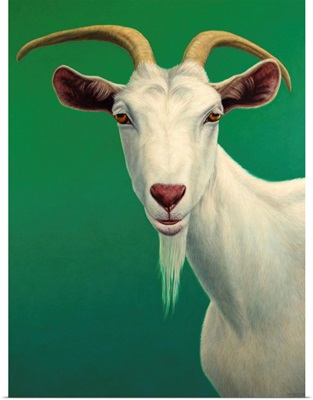 Portrait of A Goat