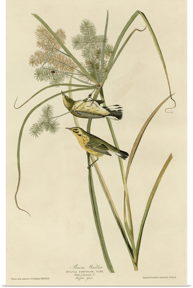 Audubon Birds, Prairie Warbler