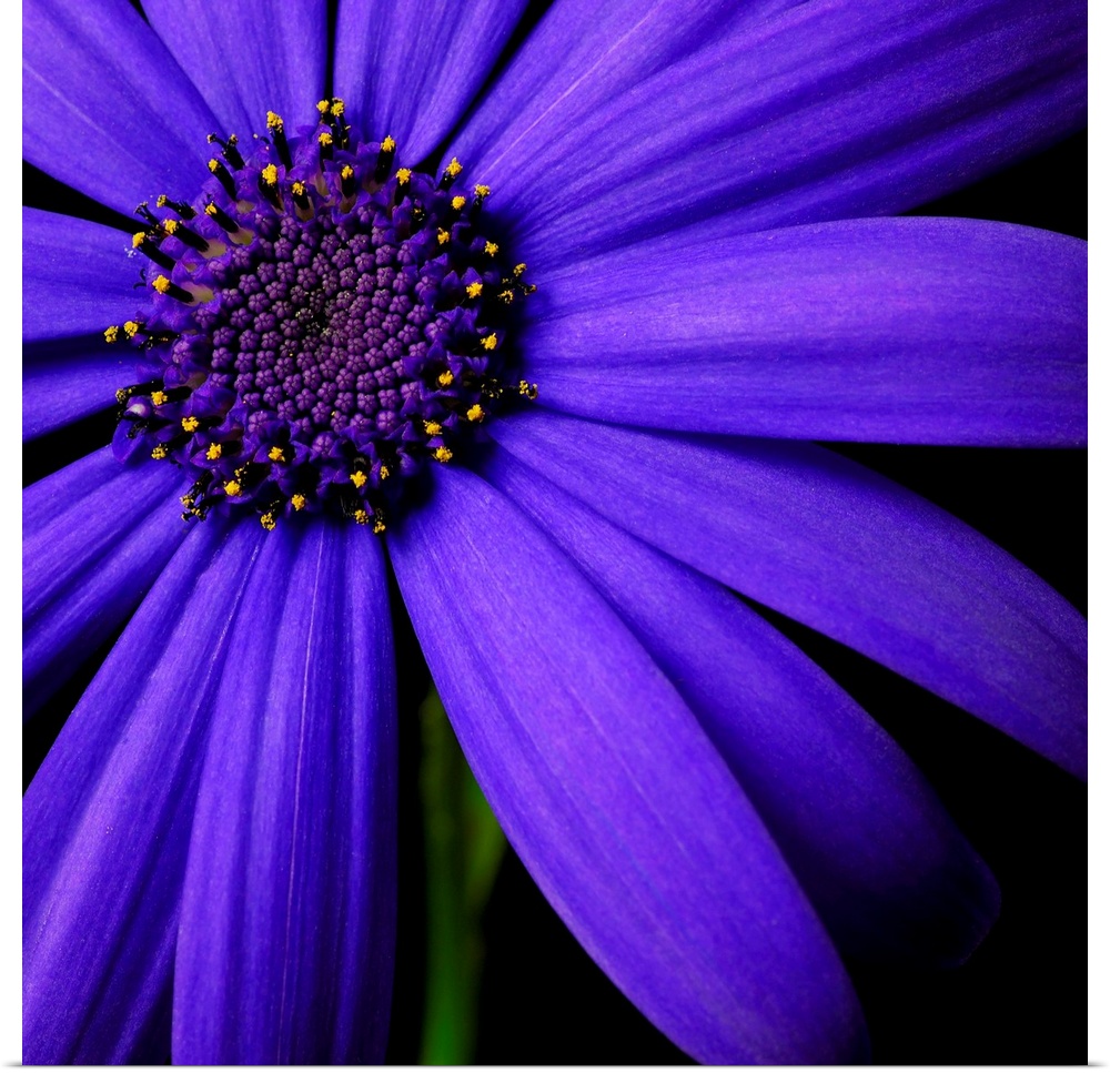 Purple Flower on Black 02