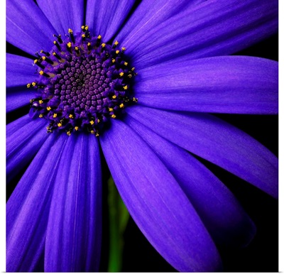 Purple Flower on Black 02