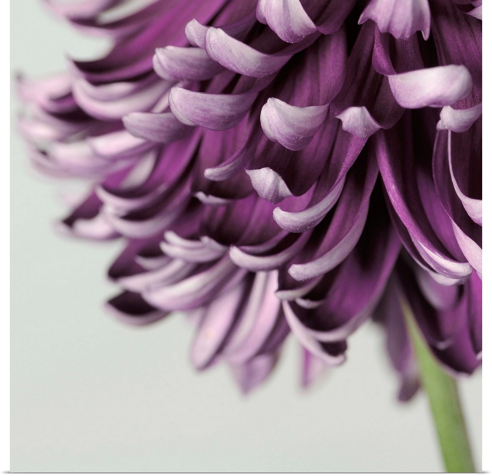 Purple Flower on Grey