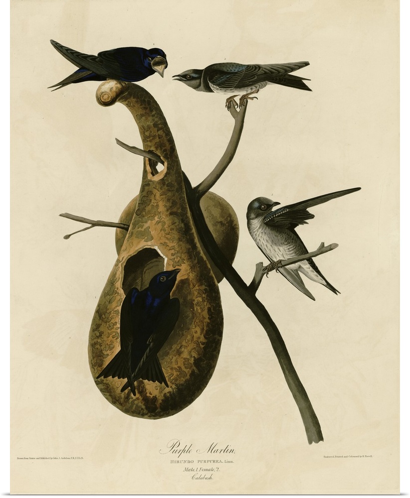 Audubon Birds, Purple Martin
