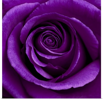 Purple Rose 01