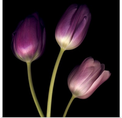 Purple Tulips on Black 01