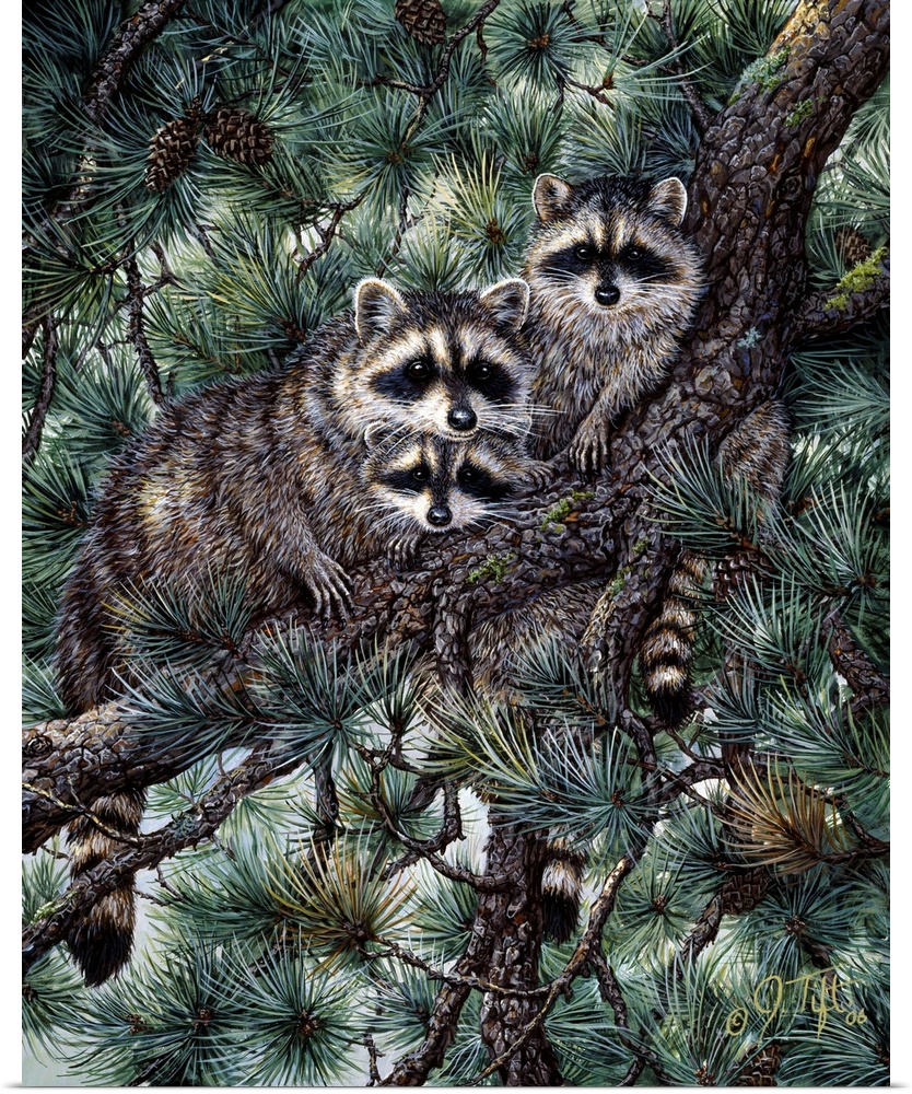 3 raccoons in a pine tree