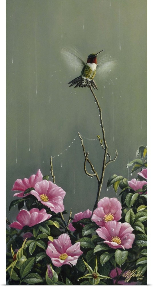 Hummingbird fluttering in the rain above pink flowers.