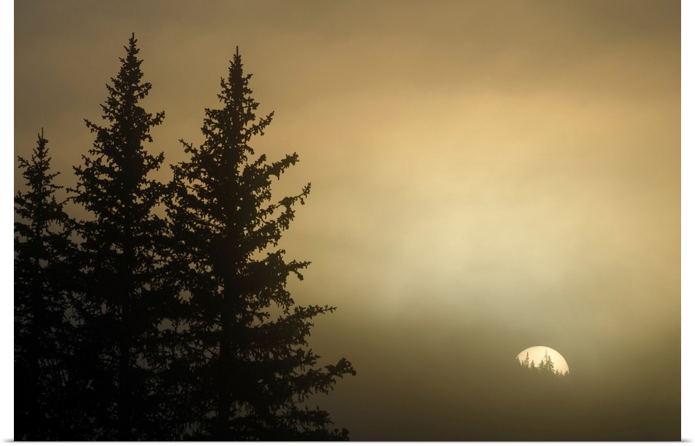 Photograph of the sun rising on a foggy morning with pine trees on the side.
