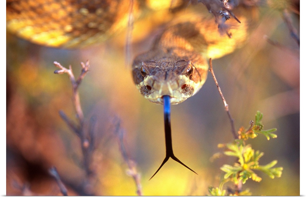 Contemporary painting of a rattlesnake, sniffing the air.