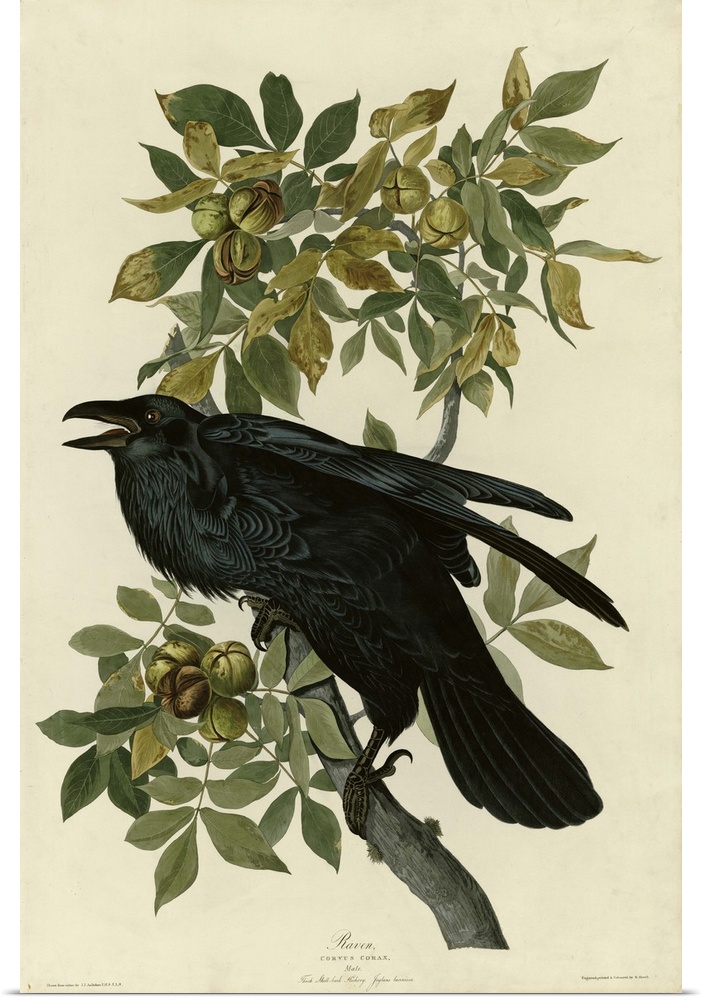 Audubon Birds, Raven