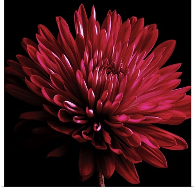 Red Chrysanthemum on Black
