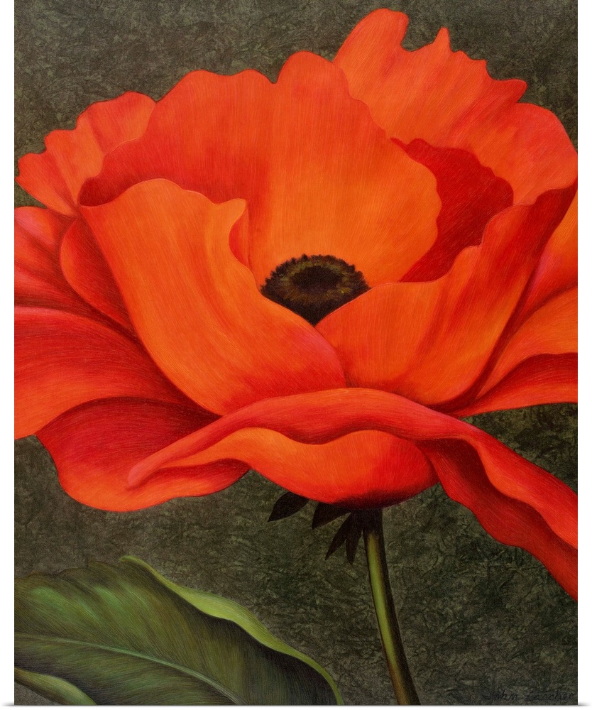 single red poppy on green background