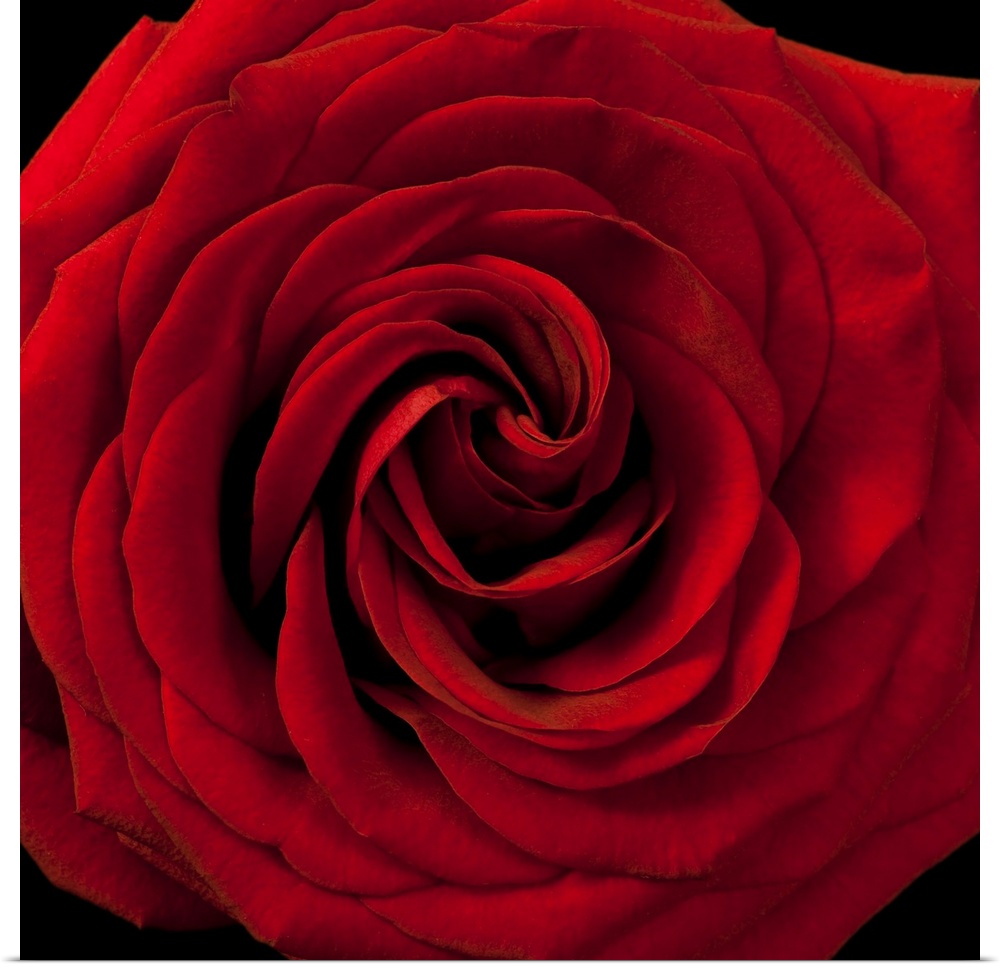Red Rose 04