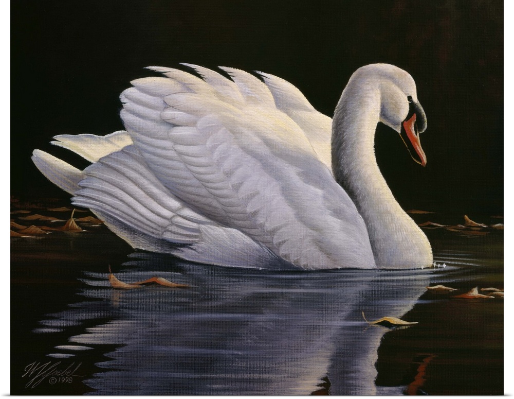 Mute swan floating in the water looking pleasant and peaceful.