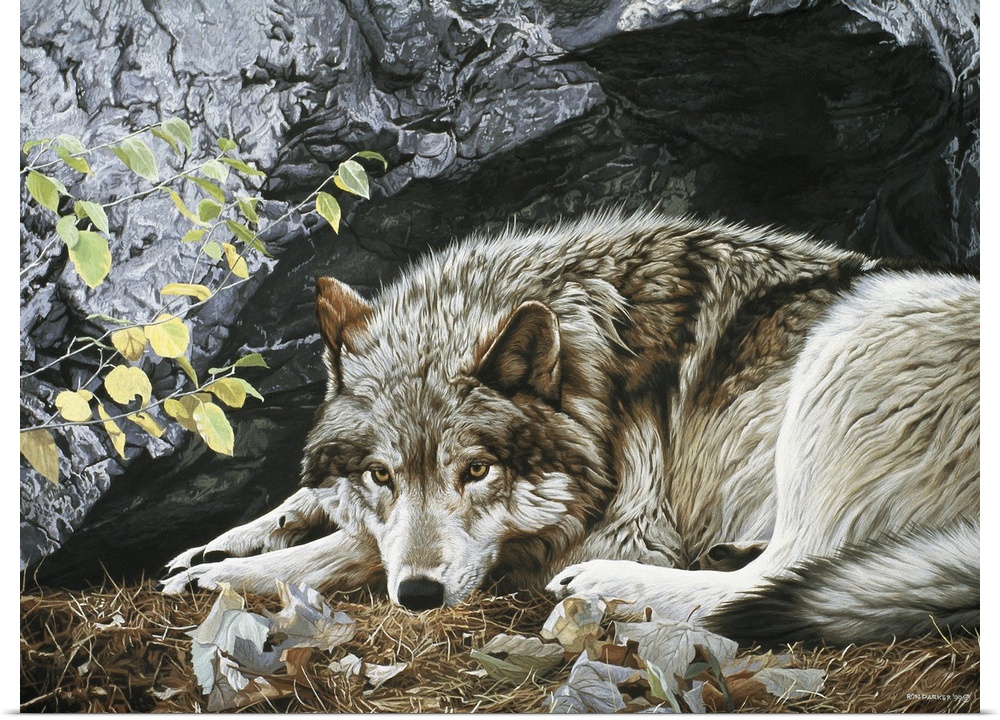 A wolf rests on the ground, its back facing a large rock face.