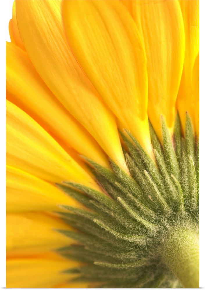 Reverse Of Yellow Flower
