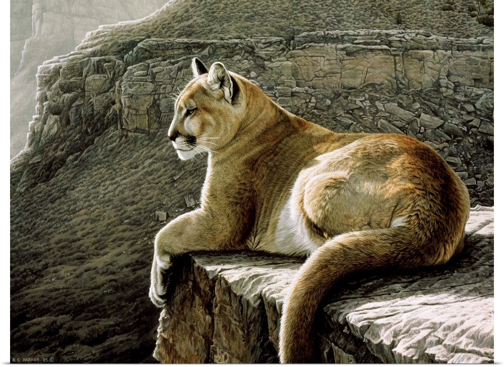 A cougar lying on a rocky ledge.