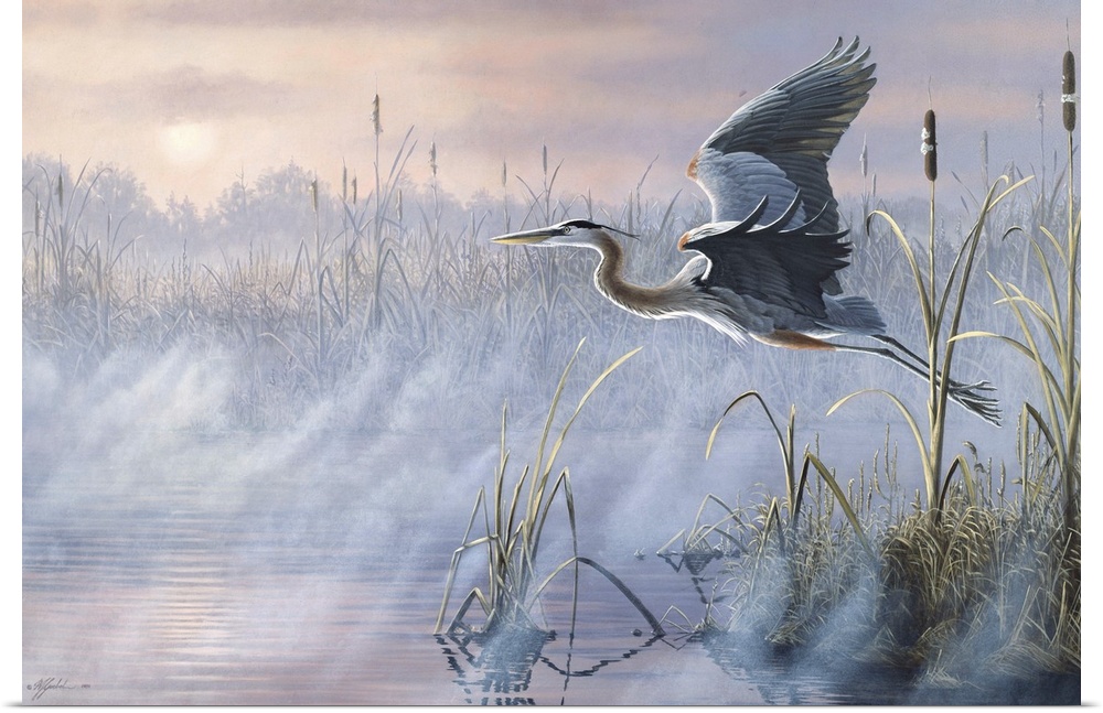 Great Blue Heron flying over a misty marsh at sunrise.