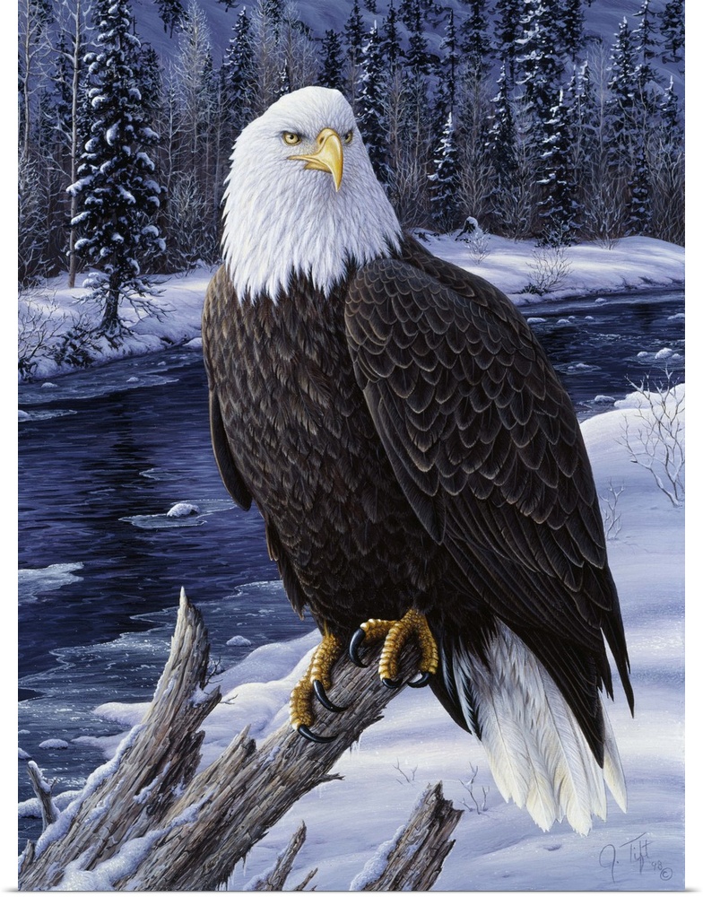 Bald eagle on branch in front of snowy river winter