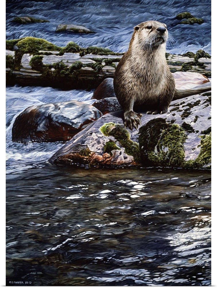 An otter sitting on a rock in the middle of the river.