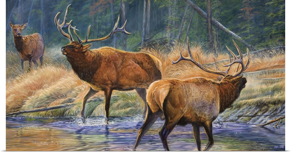 two male elk challenging for female