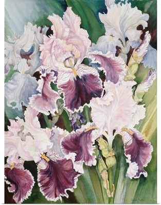 Ruffled Burgundy Iris'
