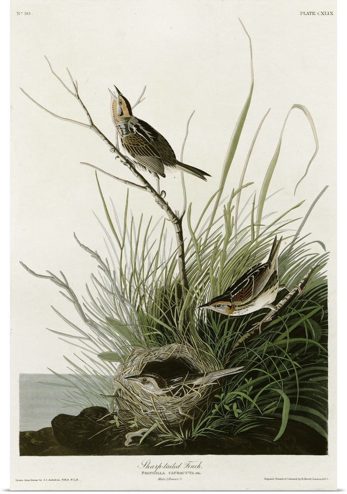 Audubon Birds, Sharp Tailed Finch.