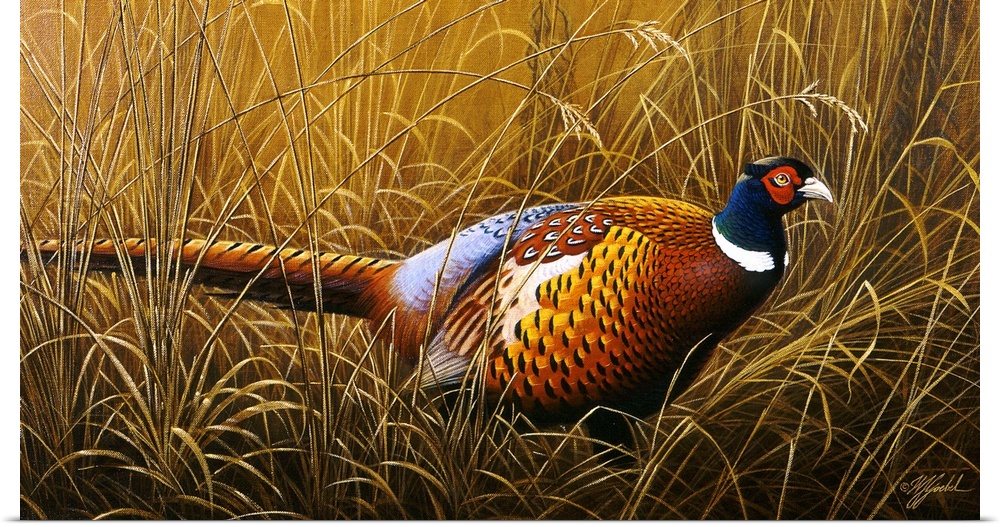 A ring neck pheasant hiding in tall grass.