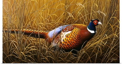 Sneaking Through The Long Grass - Ringneck Pheasant